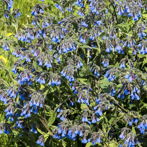 Consoude bleue - Symphytum azureum - Willemse