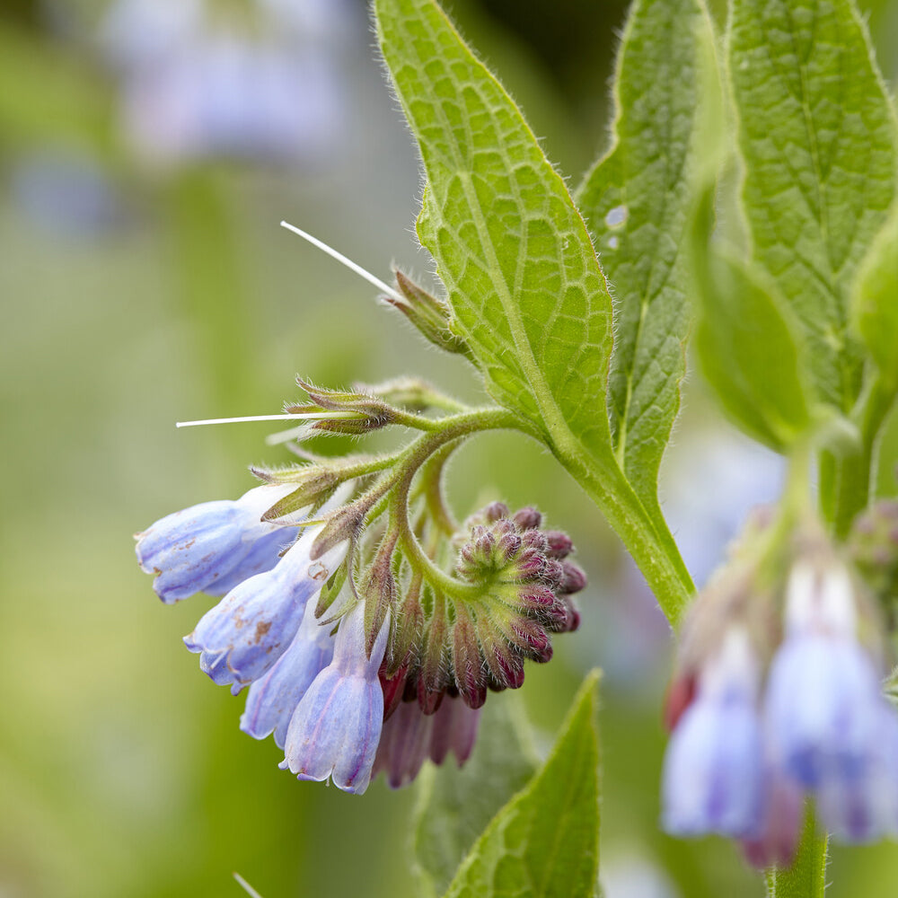 Symphytum azureum - Consoude bleue - Consoude