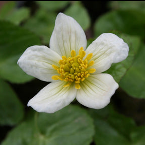 Populage blanc des marais - Caltha alba - Plantes aquatiques