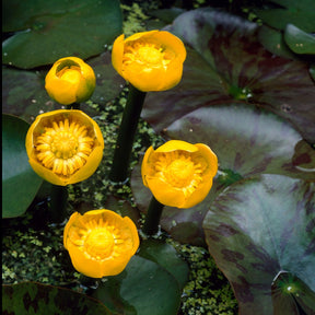 Nuphar lutea - Nénuphar commun - Nénuphars