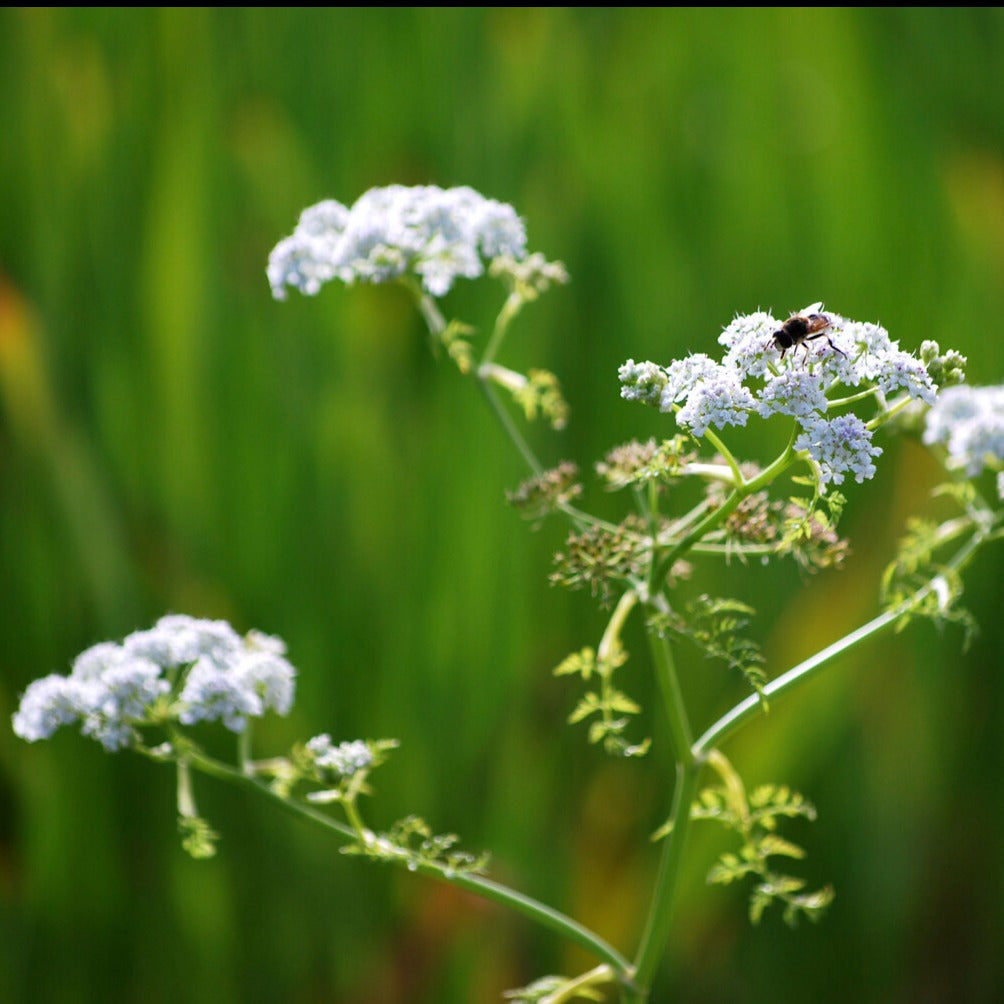 Oenanthe aquatique - Oenanthe aquatica - Plantes aquatiques