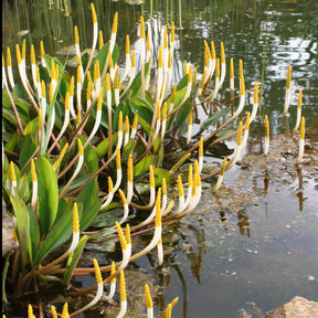 Cryptocoryne américaine Oronce aquatique Plante bougie - Orontium aquaticum - Plantes