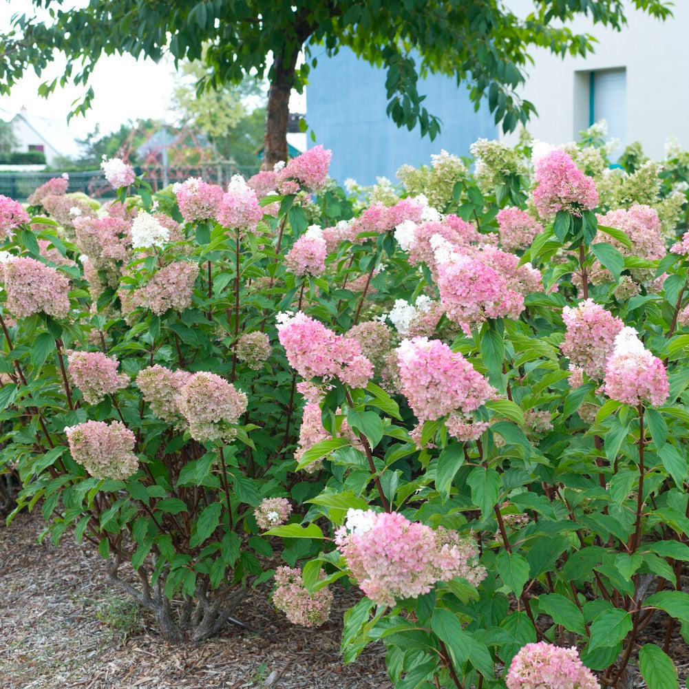 Hortensia paniculé SUNDAE FRAISE® Rensun - Hydrangea paniculata Sundae Fraise® Rensun - Willemse