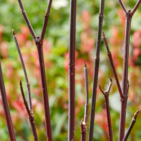 Cornouiller à bois noir Kesselringii - Cornus alba kesselringii - Willemse