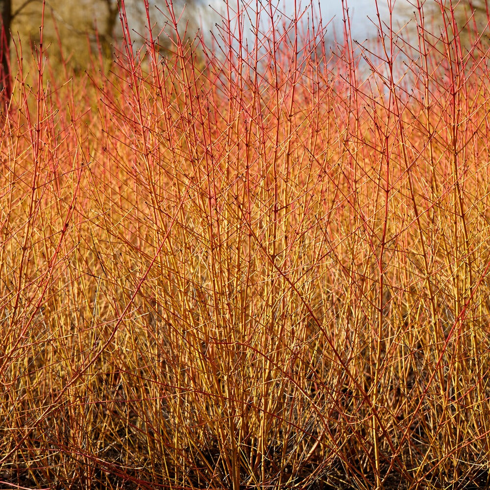 Cornouiller sanguin Midwinter Fire