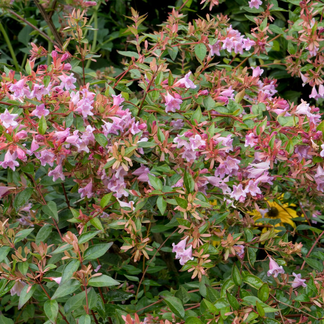 Abélia Edouard Goucher - Abelia Edward Goucher - Willemse