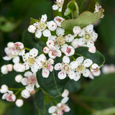 Aronia à fruits noirs