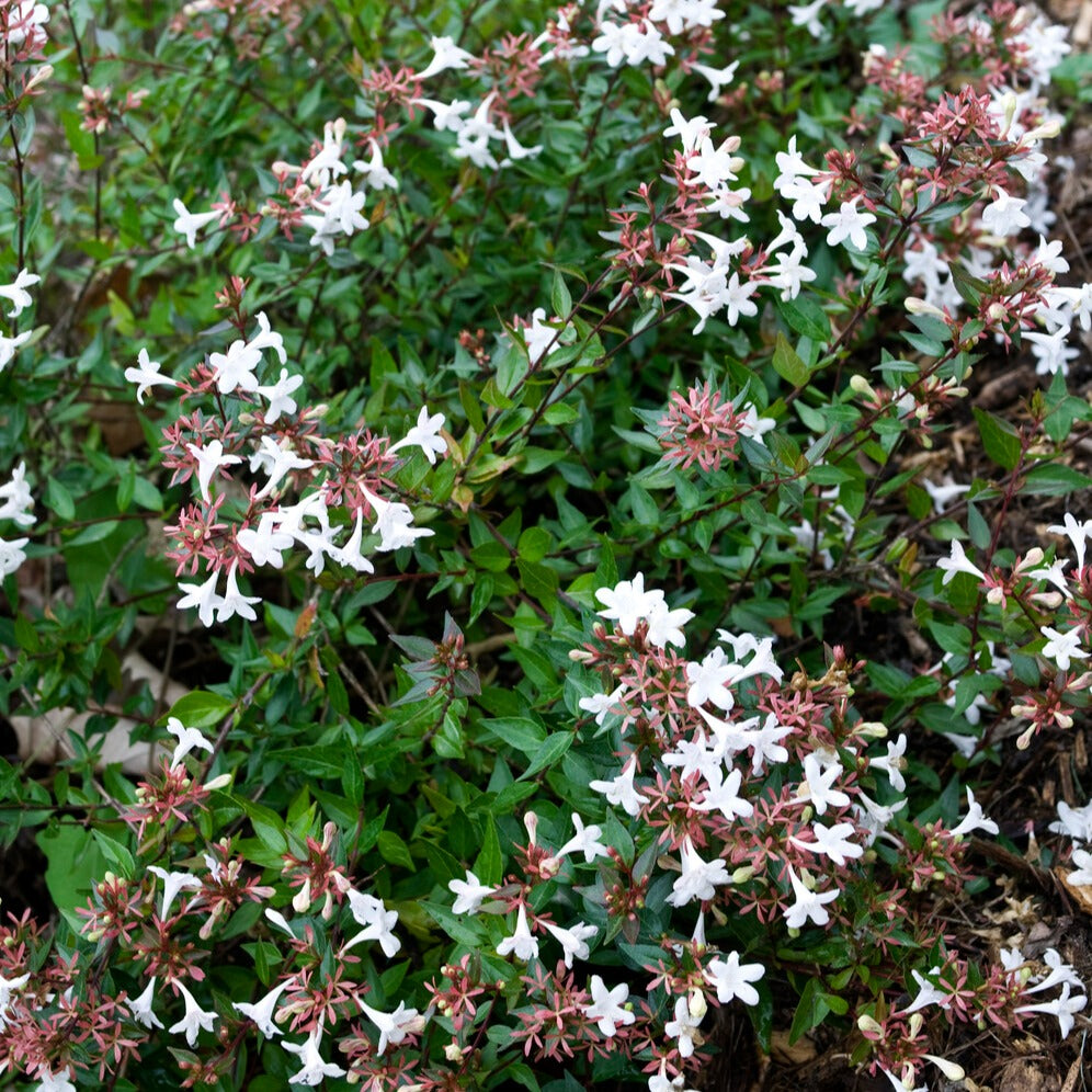 Abélia à grandes fleurs Sherwood