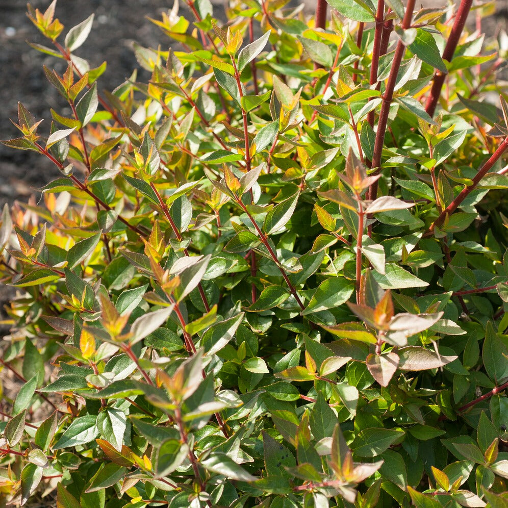 Abélia à grandes fleurs Sherwood - Abelia grandiflora 'sherwood' - Willemse