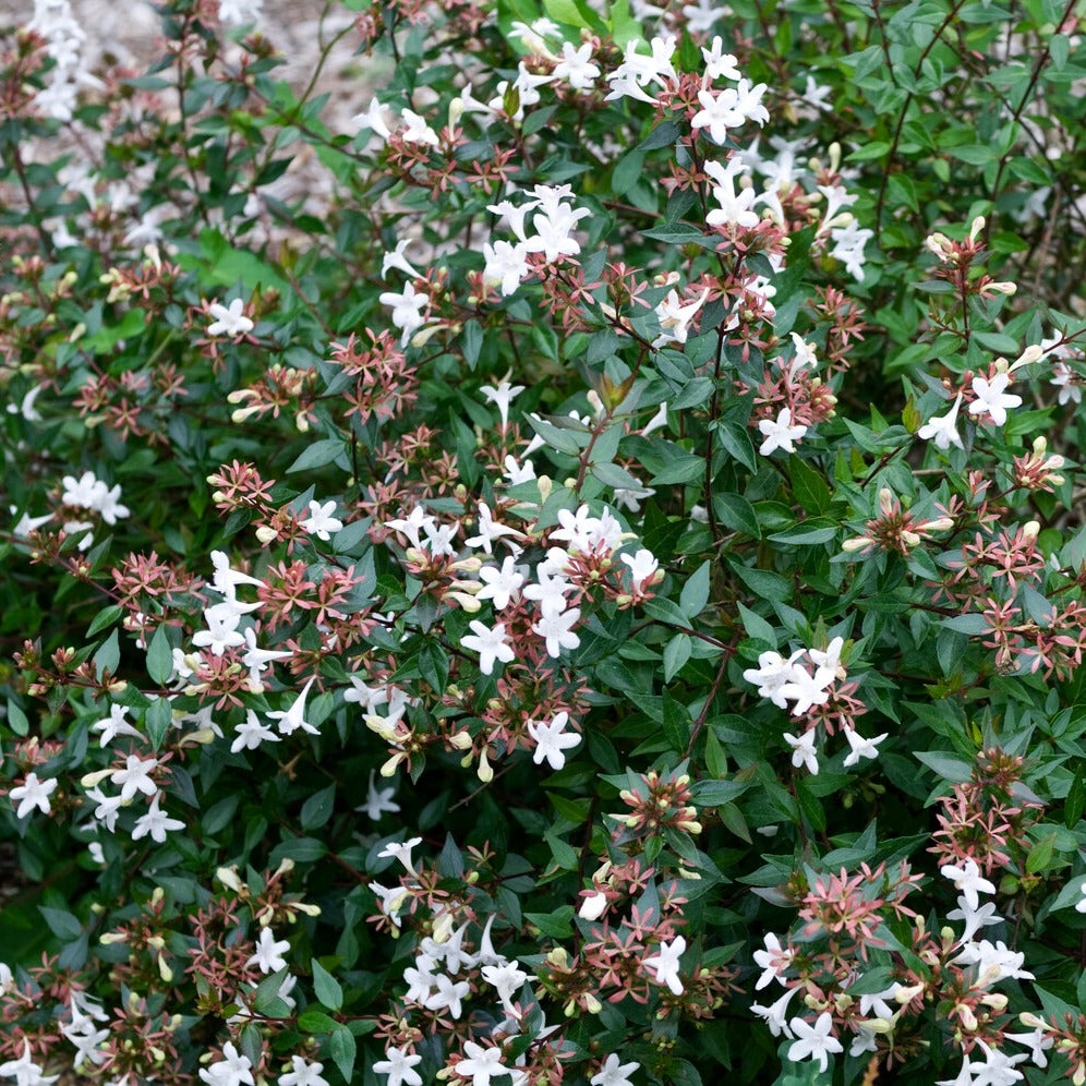 Abélia à grandes fleurs Sherwood