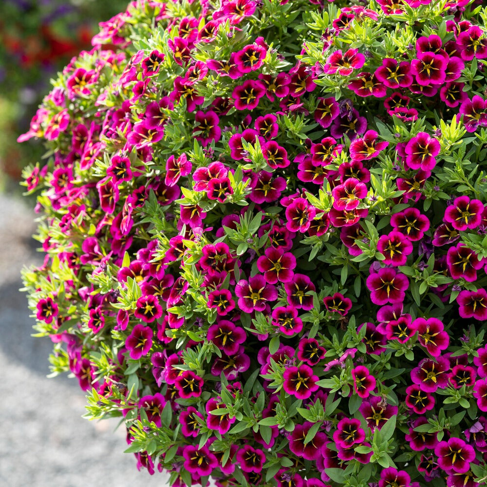 Calibrachoa cabaret® 'good night kiss' - 3 Mini-pétunias good night kiss - Pétunias