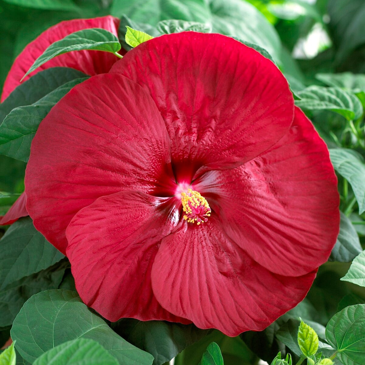 Hibiscus des marais Luna red