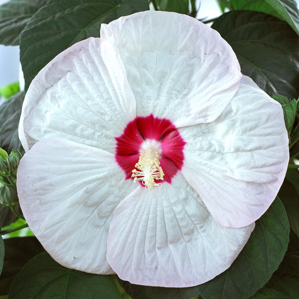 Hibiscus des marais Luna White