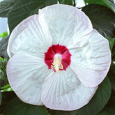 Hibiscus des marais Luna White