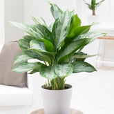 Aglaonema Silver Bay - Willemse