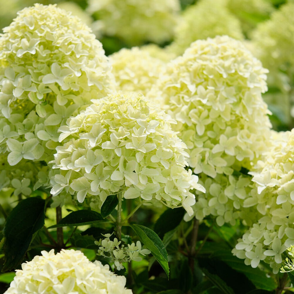 Hortensia paniculé Whitelight - Willemse