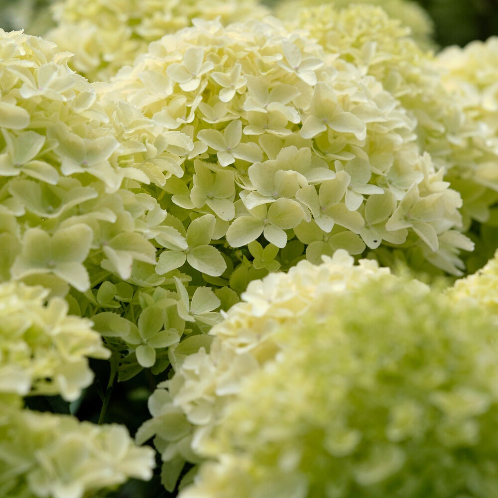 Hortensia paniculé Whitelight - Hydrangea paniculata Whitelight - Willemse