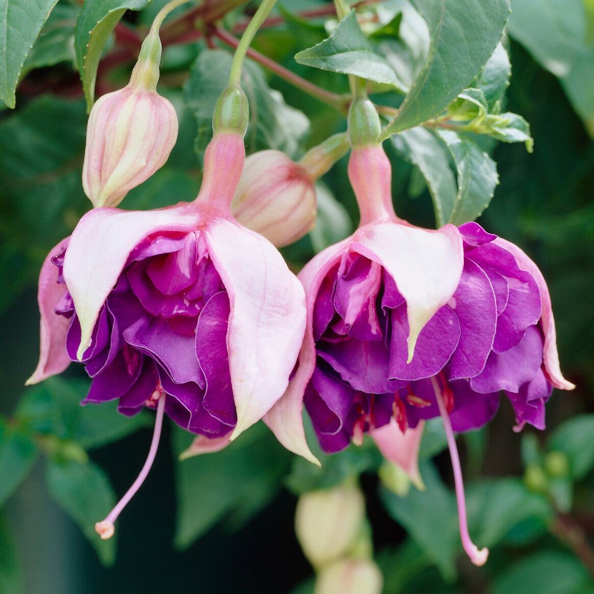 3 Fuchsias retombants Royal Mosaic