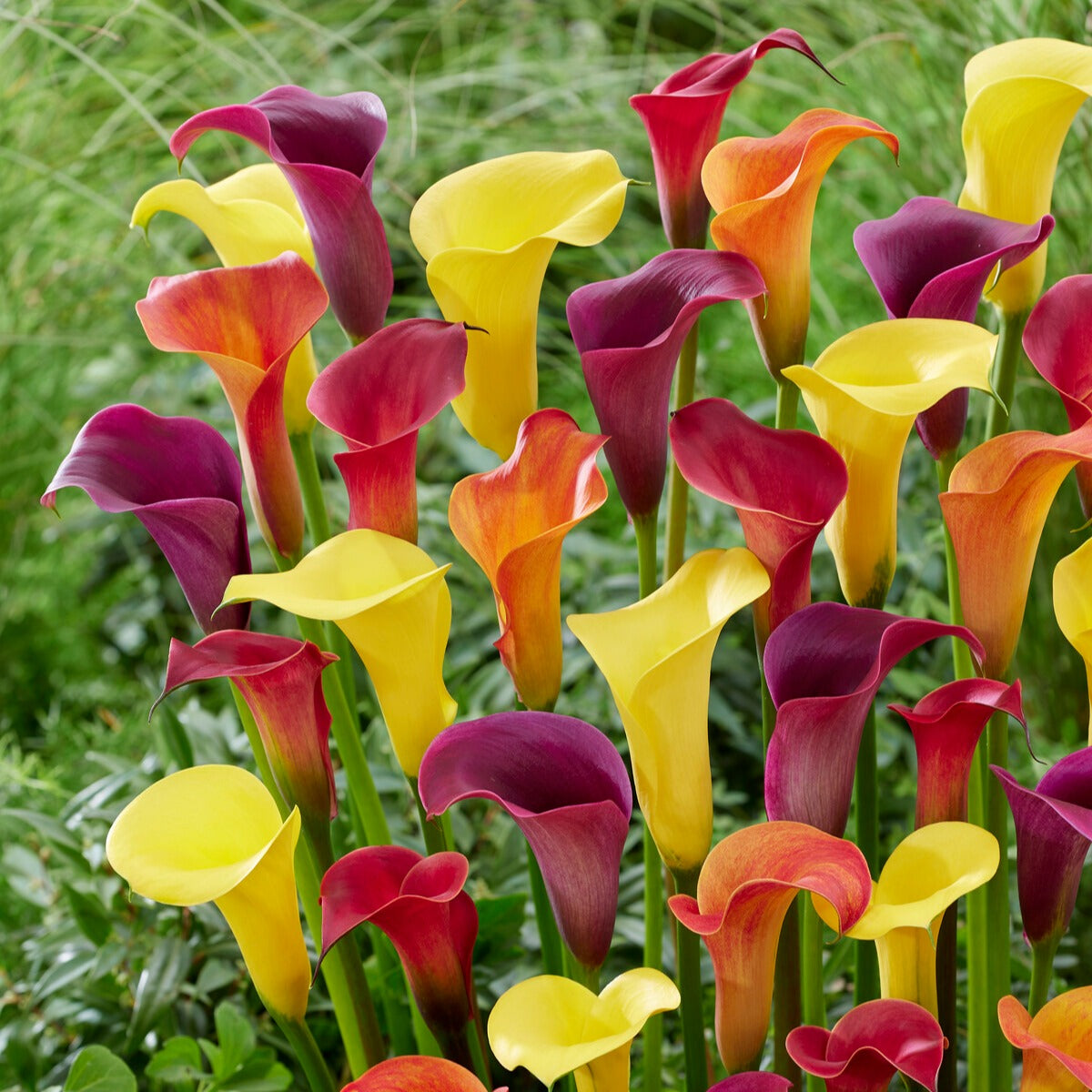 3 Arums en mélange : jaune, rouge, rose - Zantedeschia 'summer time'