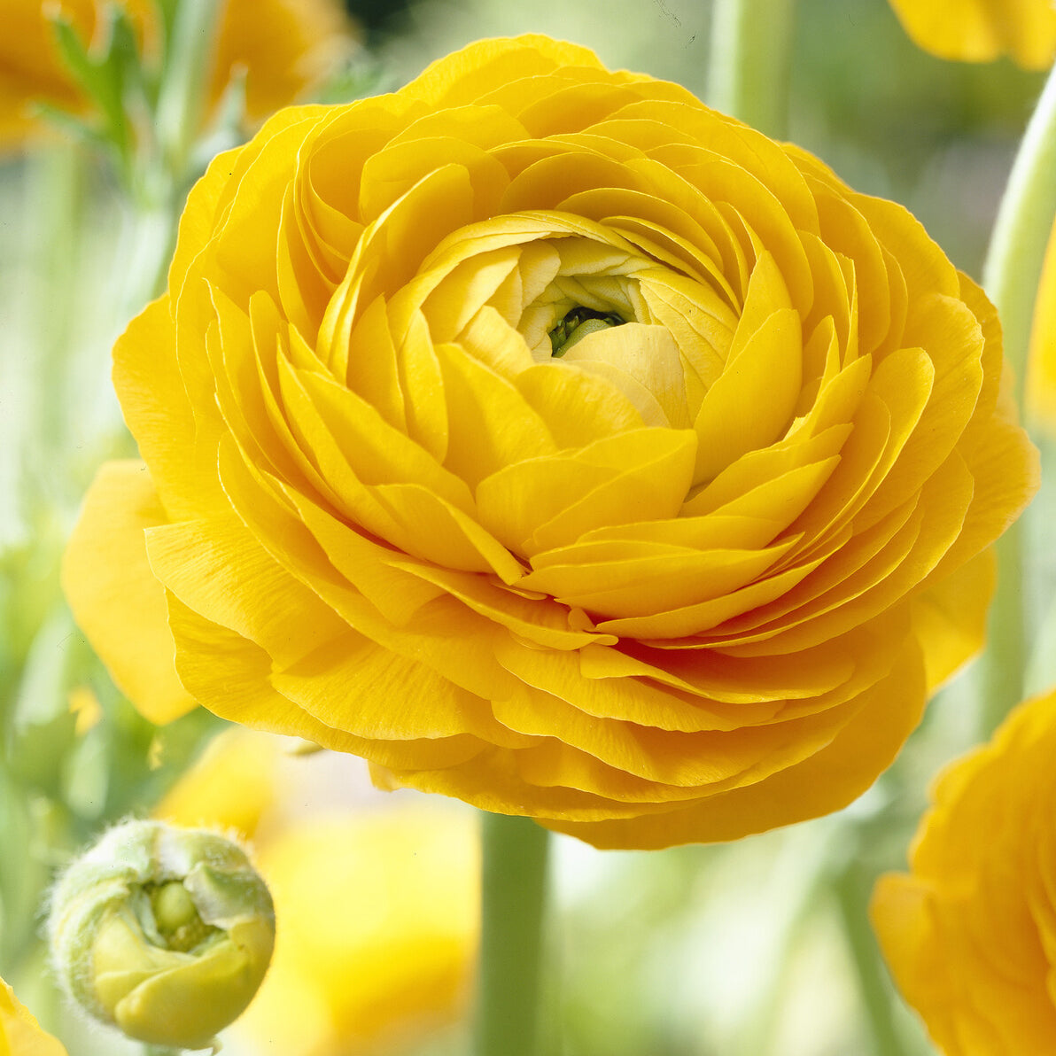 10 Renoncules jaunes - Ranunculus yellow - Willemse