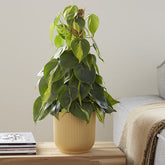 Philodendron Monstera Brasil - Willemse