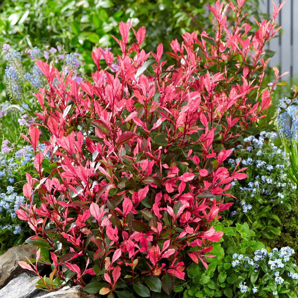 Photinia fraseri Little Fenna - Willemse