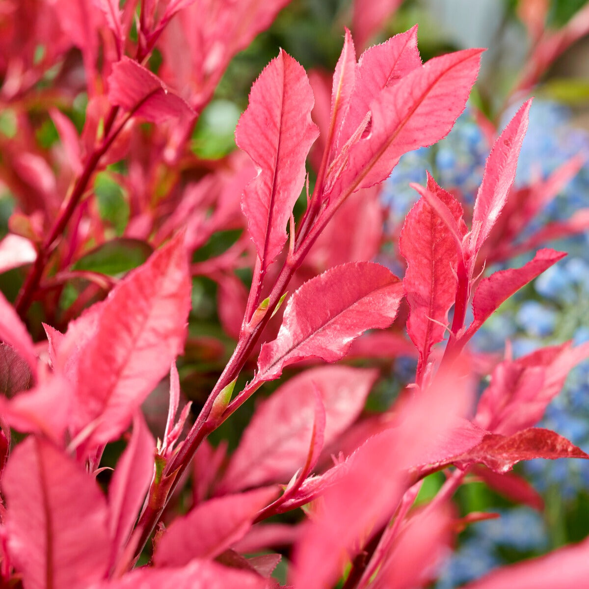 Photinia fraseri Little Fenna - Photinia fraseri Little Fenna - Willemse