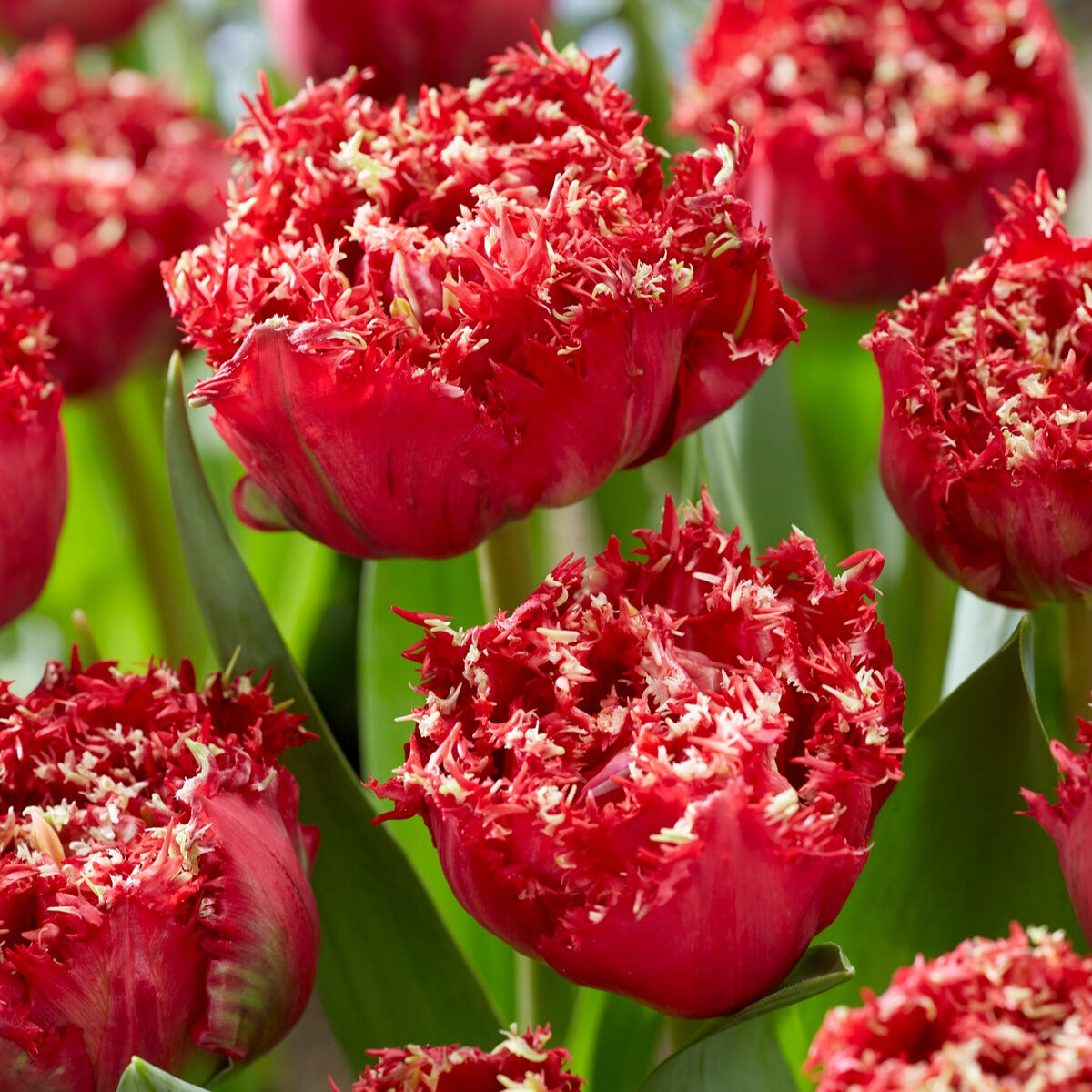 5 Tulipes dentelées double Qatar - Willemse