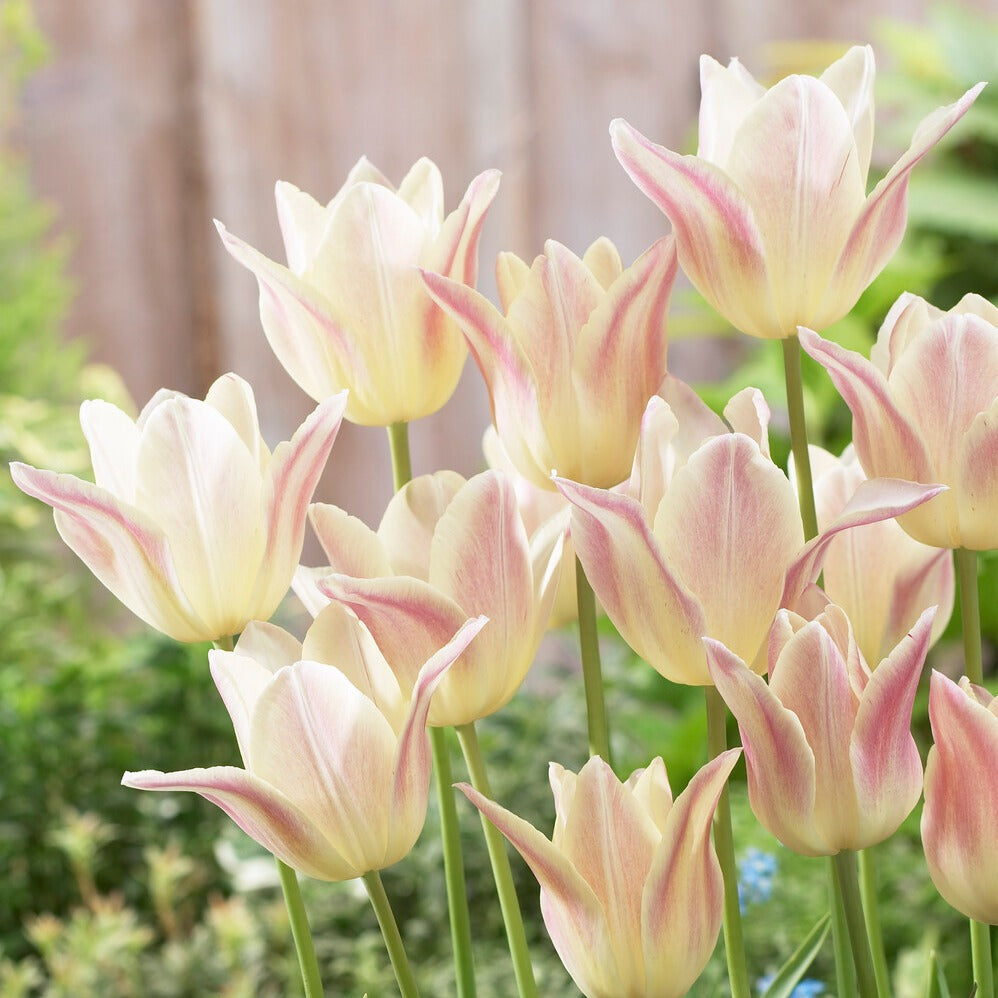 5 Tulipes fleur de lis 'Elegant Lady' - Willemse