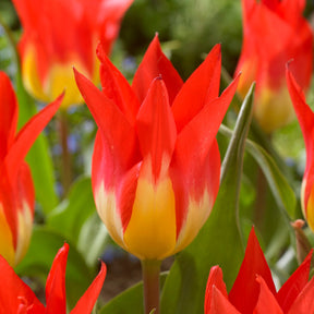 5 Tulipes 'Flames Mystery'