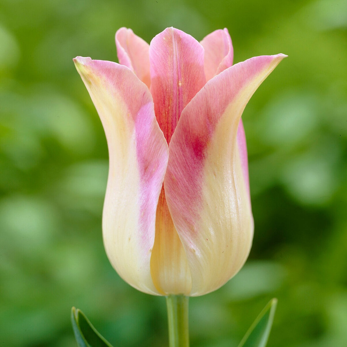 5 Tulipes fleur de lis 'Elegant Lady' - Tulipa Lilyflowering Elegant Lady - Willemse