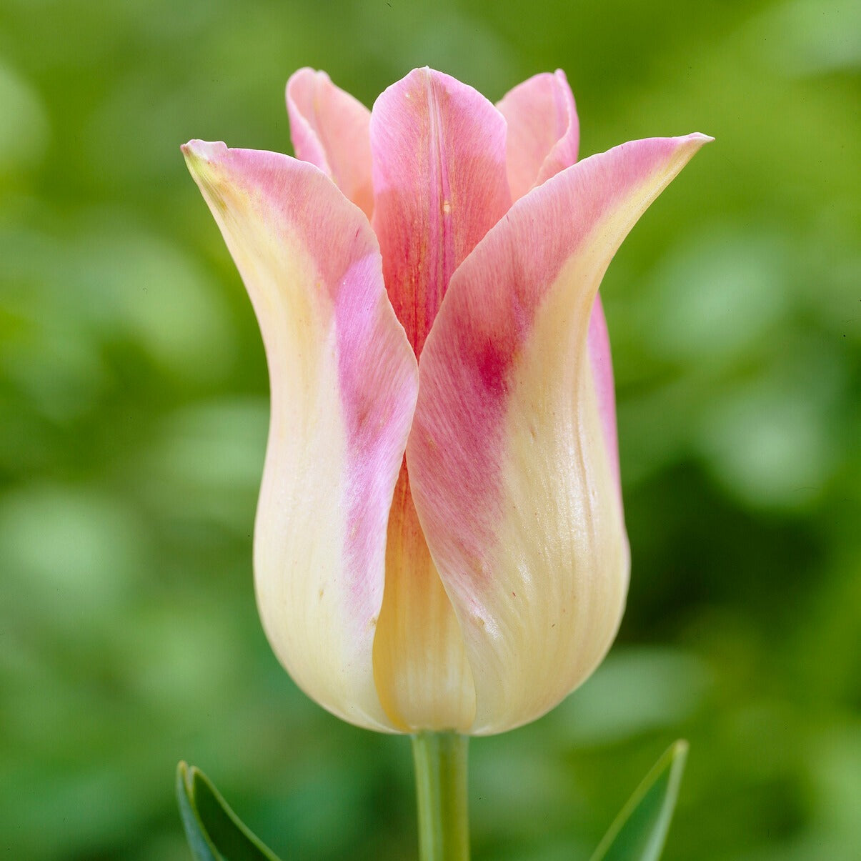 5 Tulipes fleur de lis 'Elegant Lady'