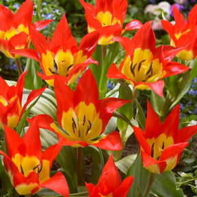 5 Tulipes 'Flames Mystery'