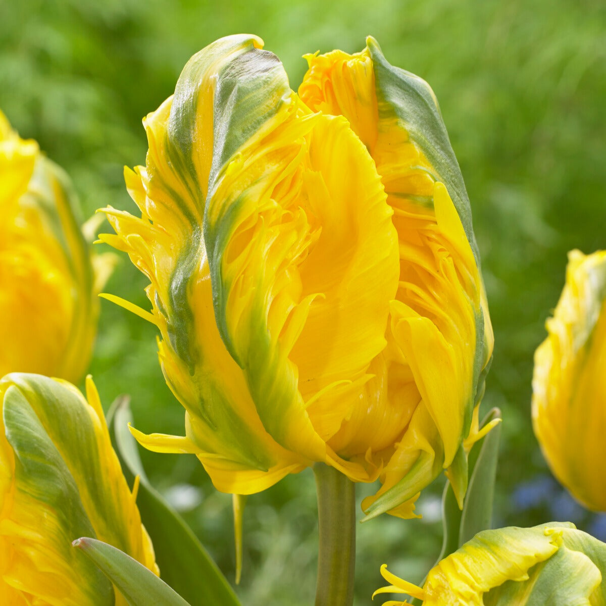 5 Tulipes 'Jan Van Nes Parrot' - Willemse