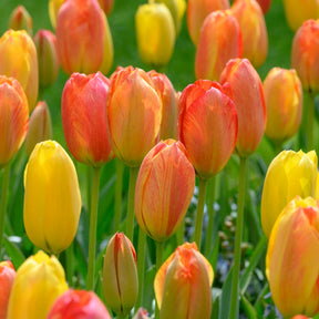 5 Tulipes 'Rhapsody of Smiles'