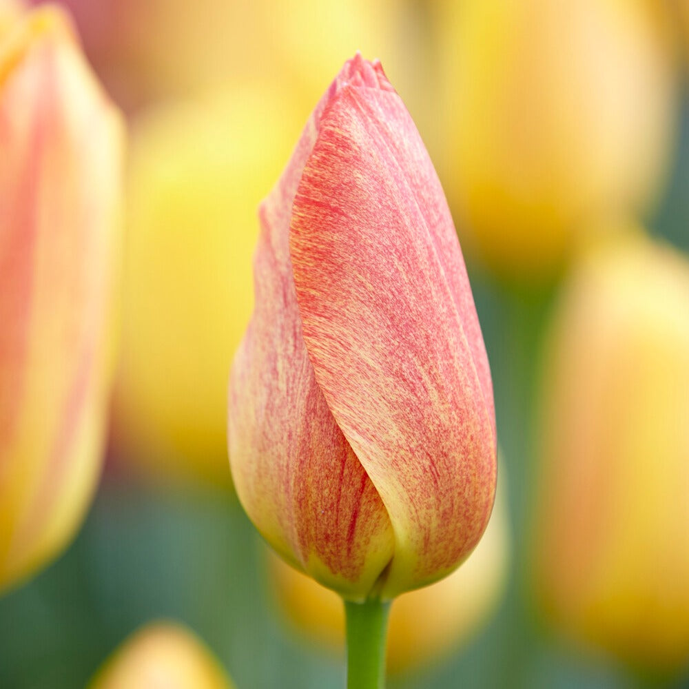 5 Tulipes 'Rhapsody of Smiles'