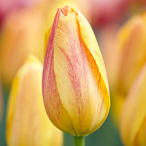 5 Tulipes 'Rhapsody of Smiles'