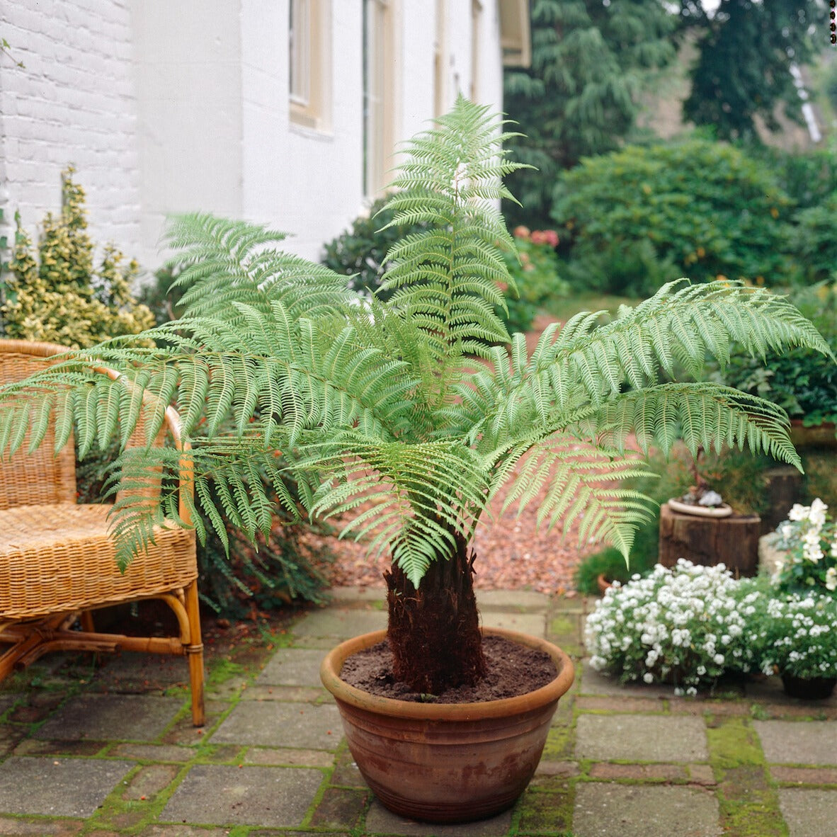 Fougère arborescente - Dicksonia Antarctica - Willemse