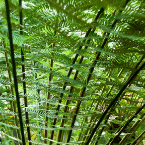 Dicksonia Antarctica - Fougère arborescente - Fougère d'intérieur