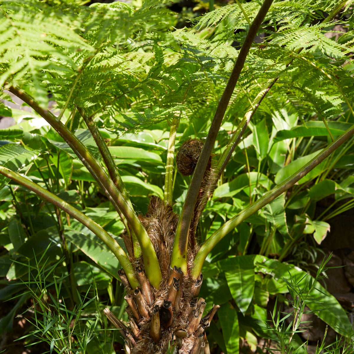 Fougère arborescente australe - Cyathea Australis - Willemse