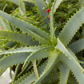 Aloé en arbre - Aloe arborescens - Willemse