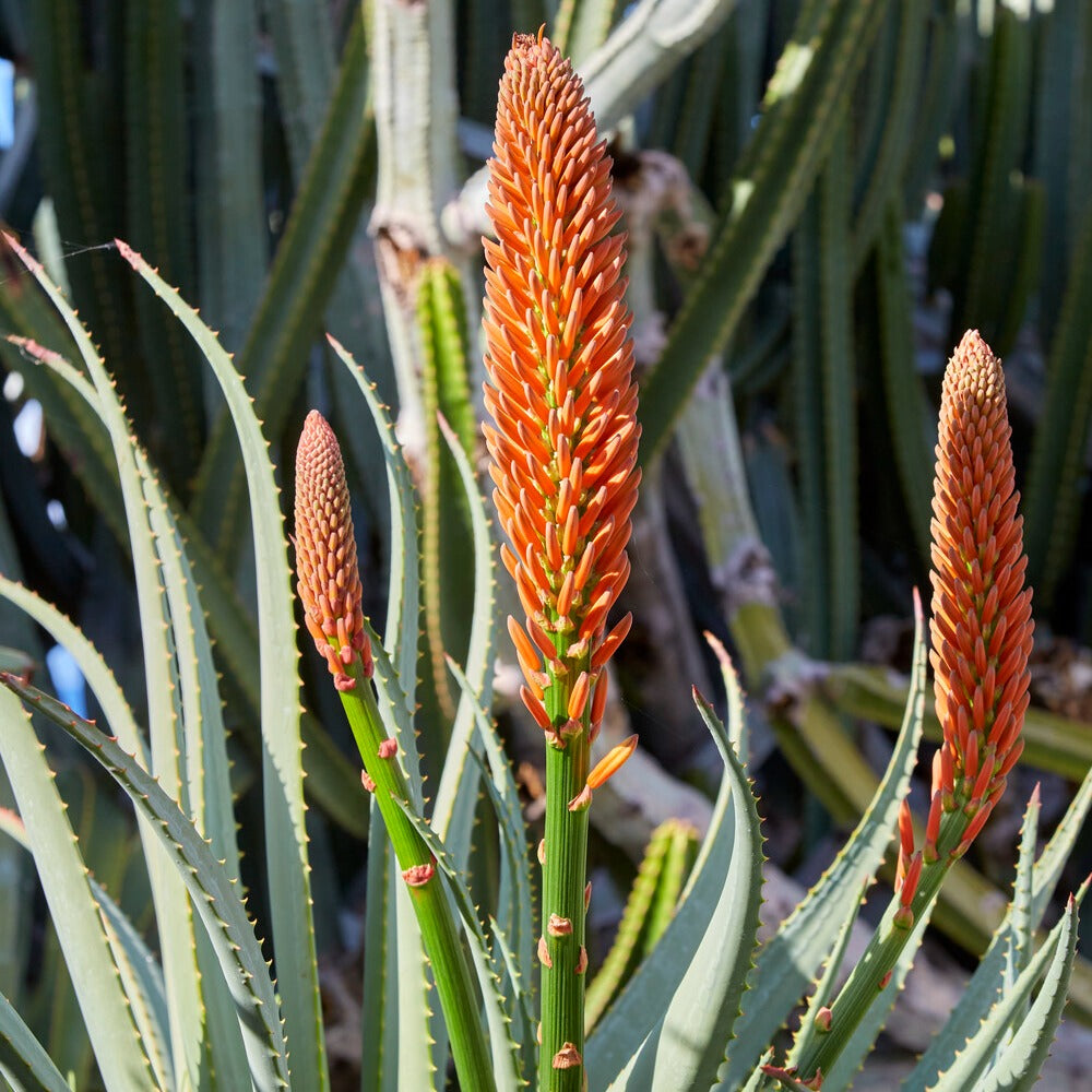 Aloe arborescens - Aloé en arbre - Plantes vertes