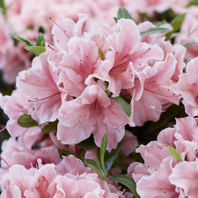 Azalée du Japon Encore® Sunburst - Rhododendron Encore® Sunburst - Willemse