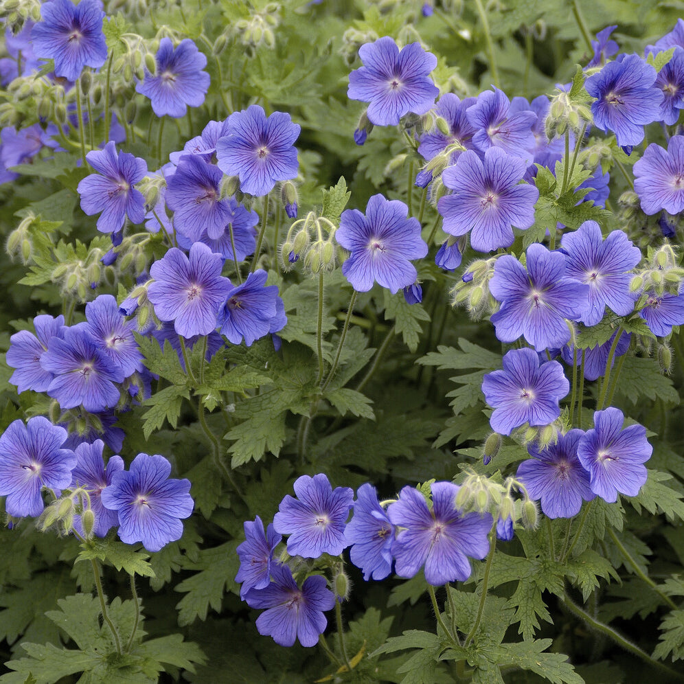 Géranium vivace bleus de l'Himalaya - Willemse