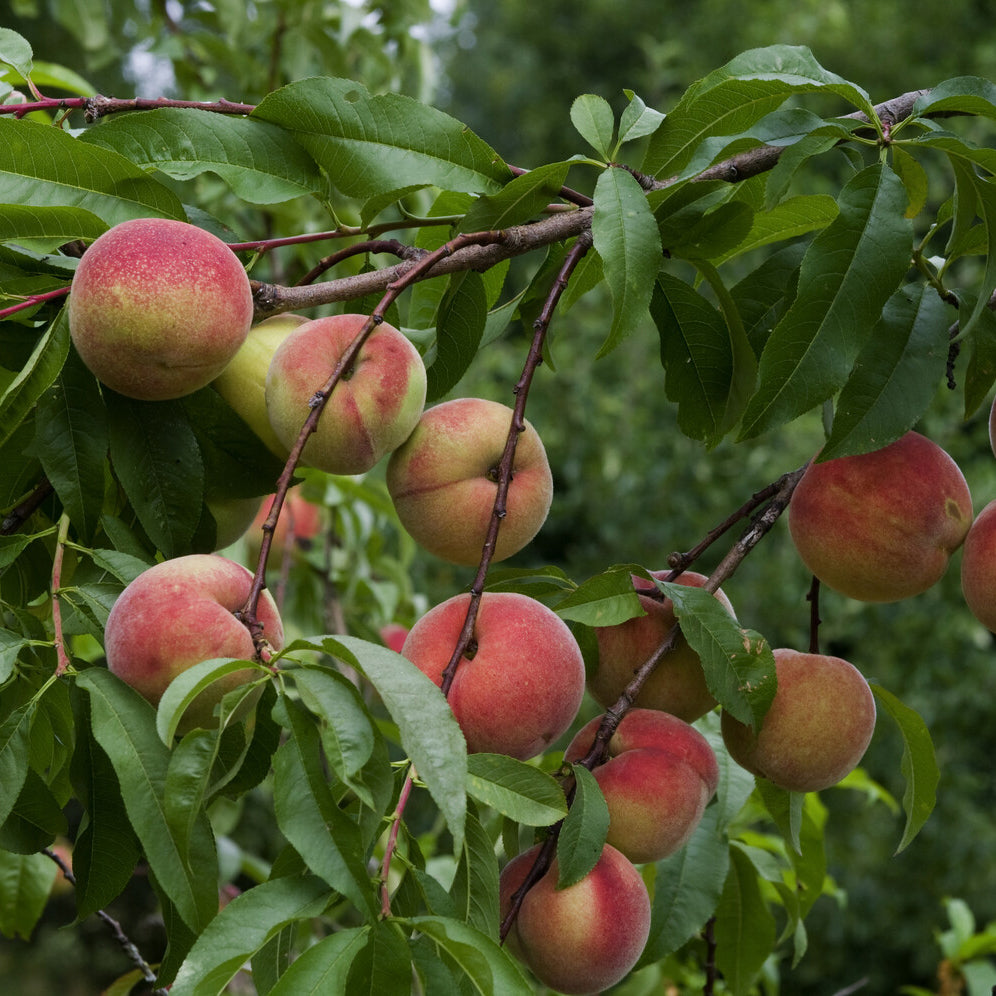 Pêcher Amsden - Prunus persica Amsden - Willemse