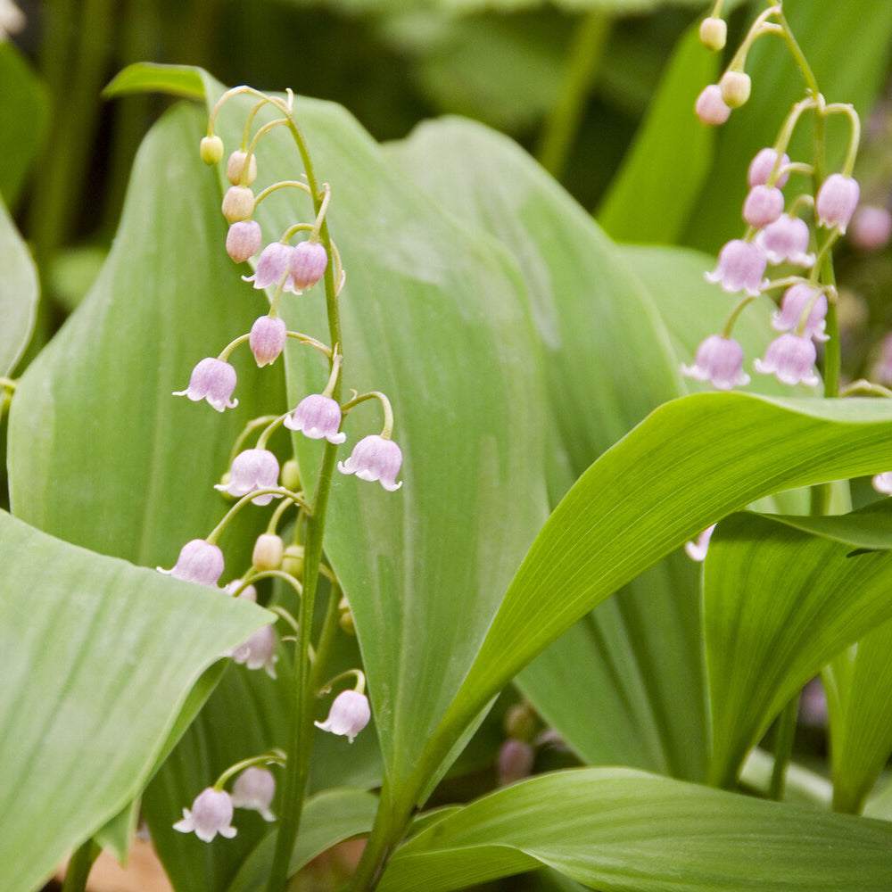 Convallaria majalis Rosea - Muguet rose - Muguet