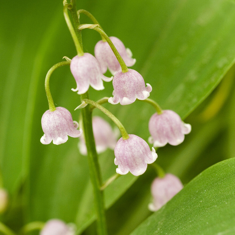 Vente Muguet rose - Convallaria majalis Rosea