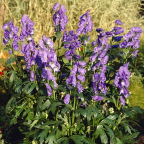 Aconit d'automne Arendsii - Aconitum carmichaelli Arendsii - Willemse