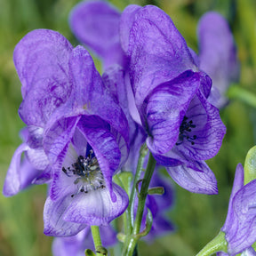 Aconitum carmichaelli Arendsii - Aconit d'automne Arendsii - Aconit