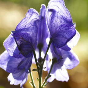 Aconitum napellus - Aconit Casque de Jupiter - Aconit